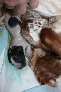 1e pup geboren